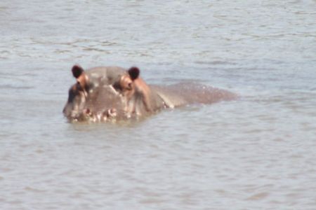 Hippo bull.jpg